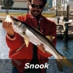 snook